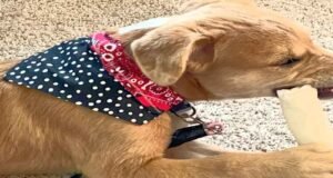 5-Reasons-Why-Custom-Dog-Bandanas-Make-Thoughtful-Gifts-for-Pet-Lovers