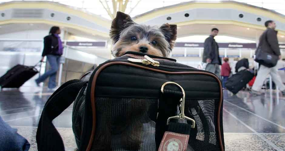 Traveling-with-Pets-Why-You-Need-a-Good-Cabin-Air-Filter