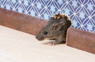 Signs of Mouse Infestation