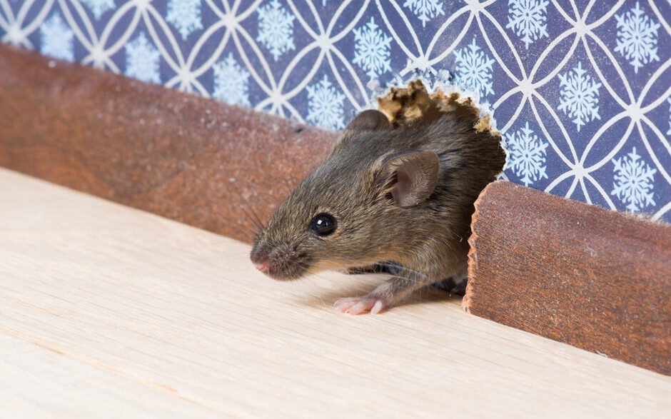 Signs of Mouse Infestation